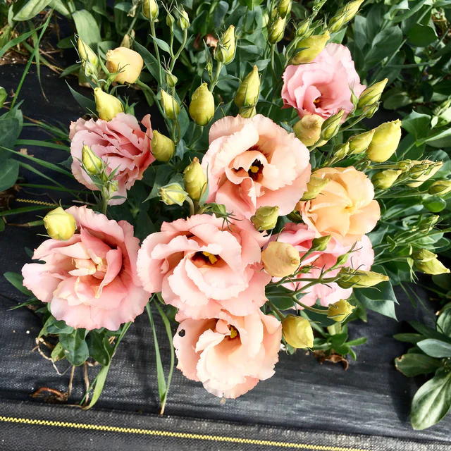 Lisianthus