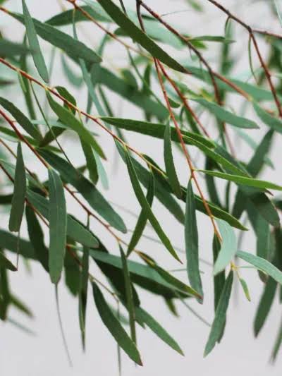 Eucalyptus