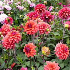 Dahlia