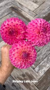Dahlia Skipley Lois Jean