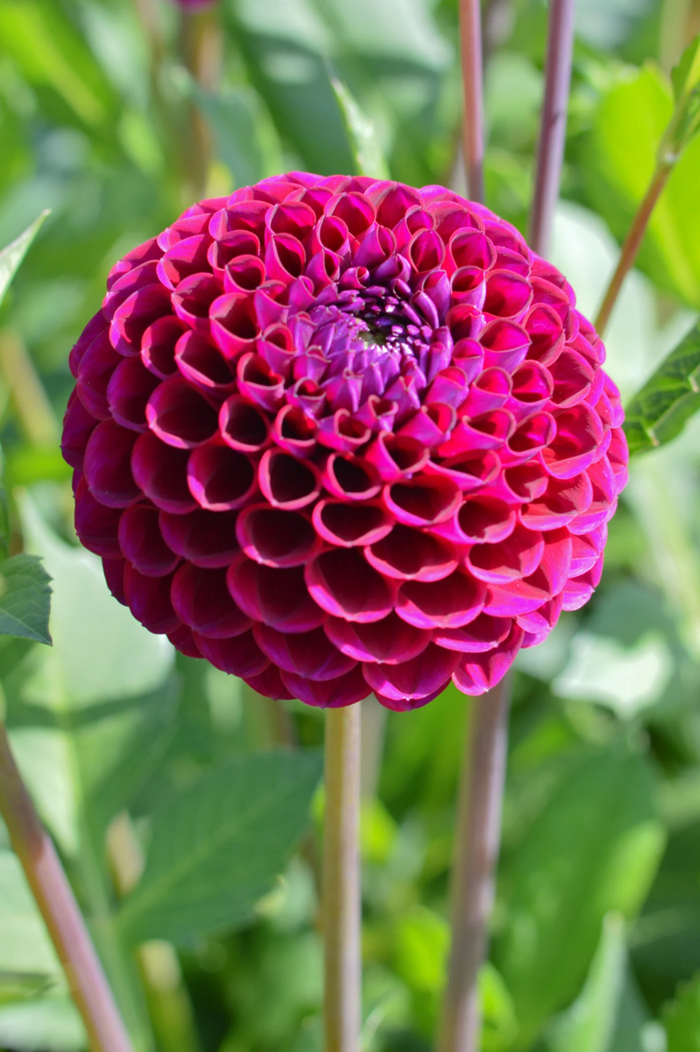 Dahlia