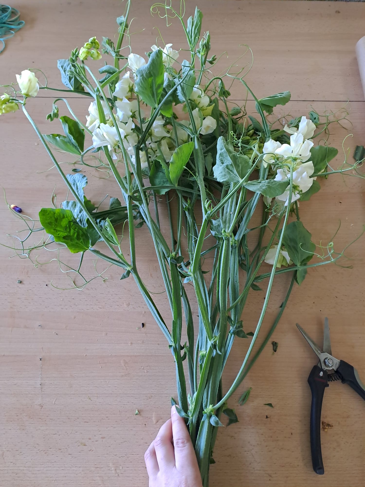 Lathyrus