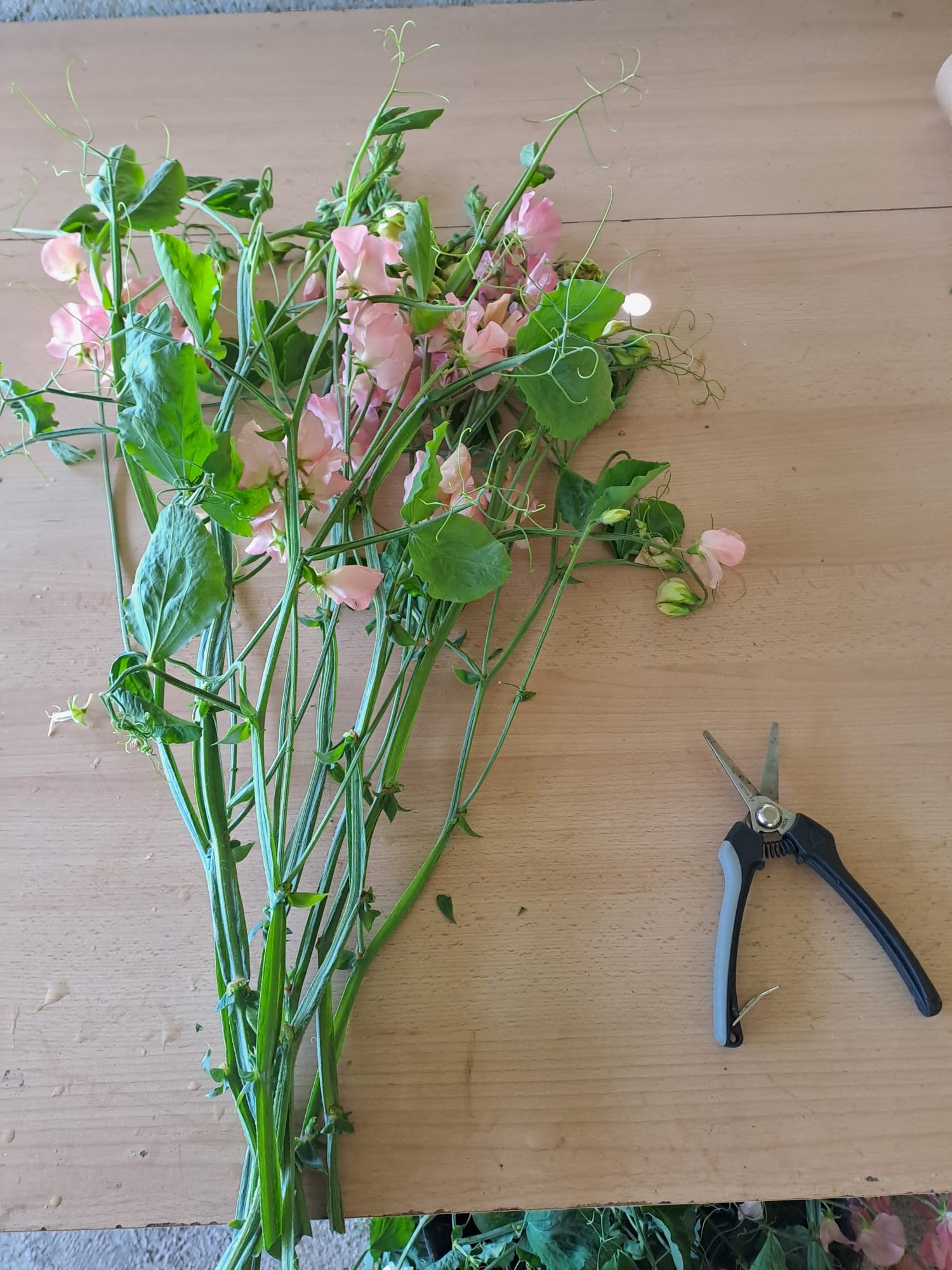 Lathyrus