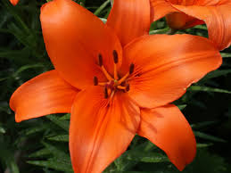 Lily, Asiatic