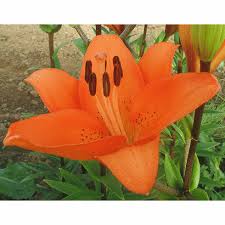 Lilies, LA