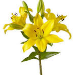 Lilies, LA