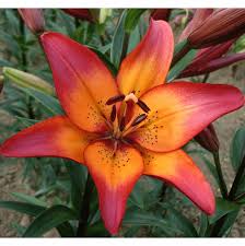 Lilies, LA