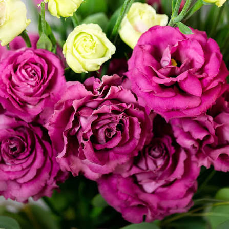 Lisianthus Voyage Deep Rose