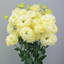 Lisianthus Yellow