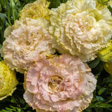 Lisianthus Champagne