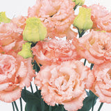 Lisianthus Voyage Light Apricot