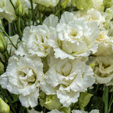 Lisianthus White Voyage