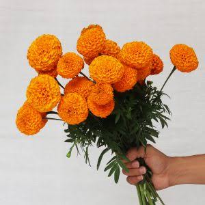 Marigolds Orange