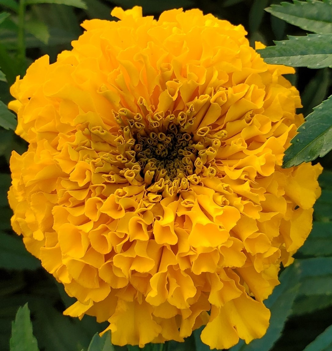 Marigolds Gold