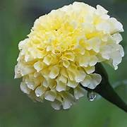 Marigolds Ivory