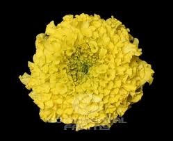 Marigolds Yellow