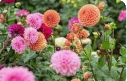 Dahlia