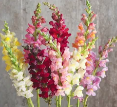 Snap dragons