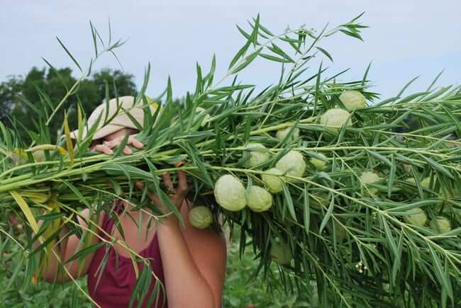 Gomphocarpus 