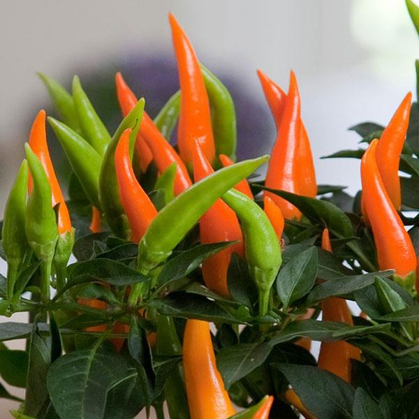 Peppers Orange