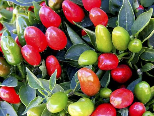 Peppers Red