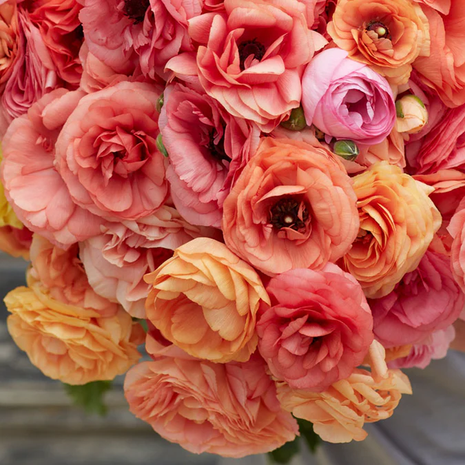 Ranunculus 
