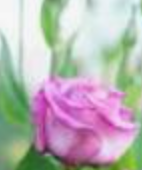 Lisianthus