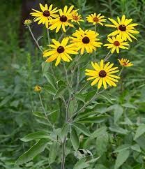 Rudbeckia Subtomentosa