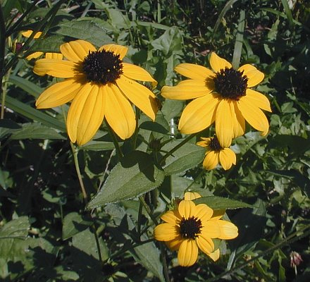 Rudbeckia Tribola