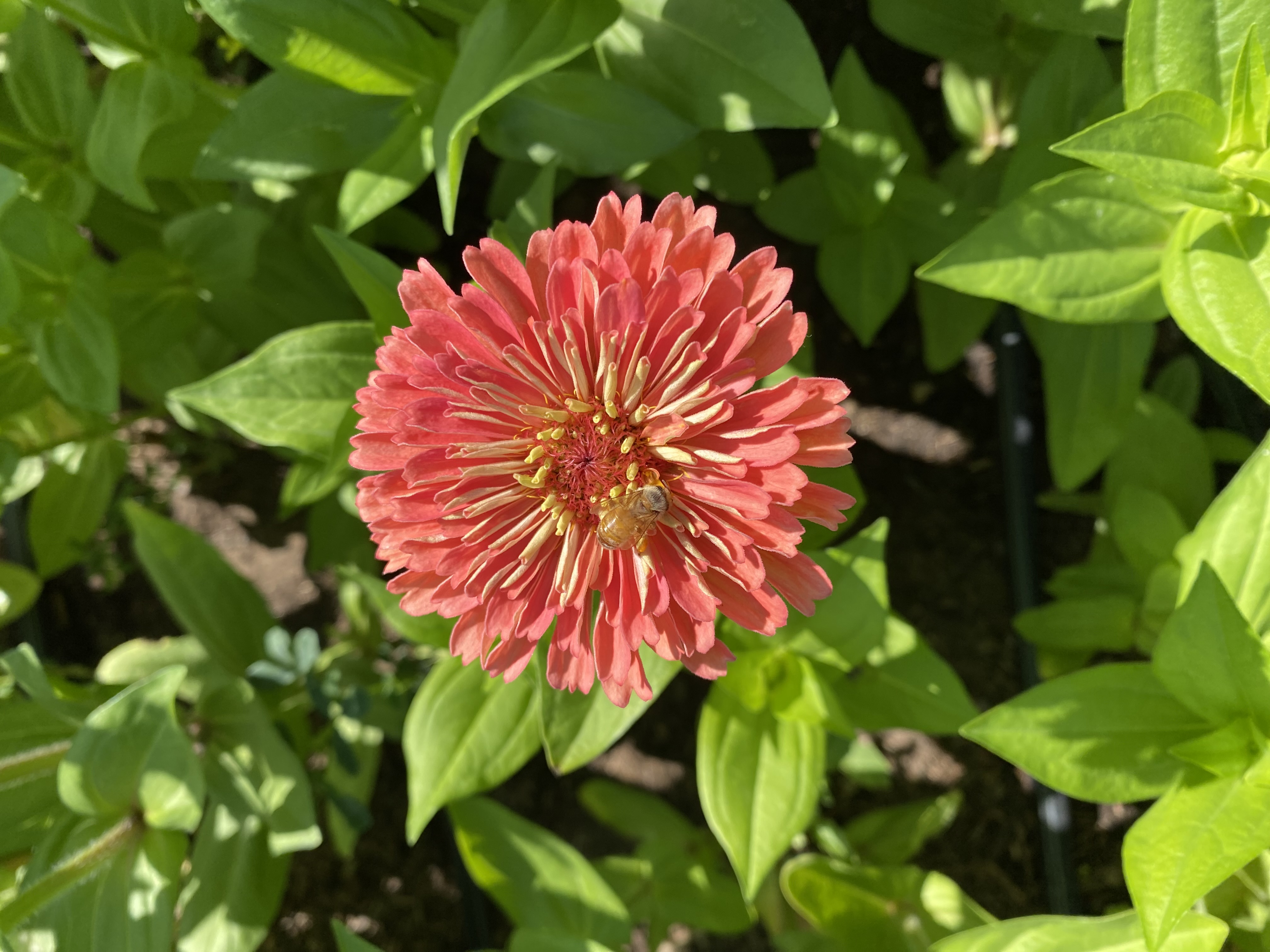 Zinnia