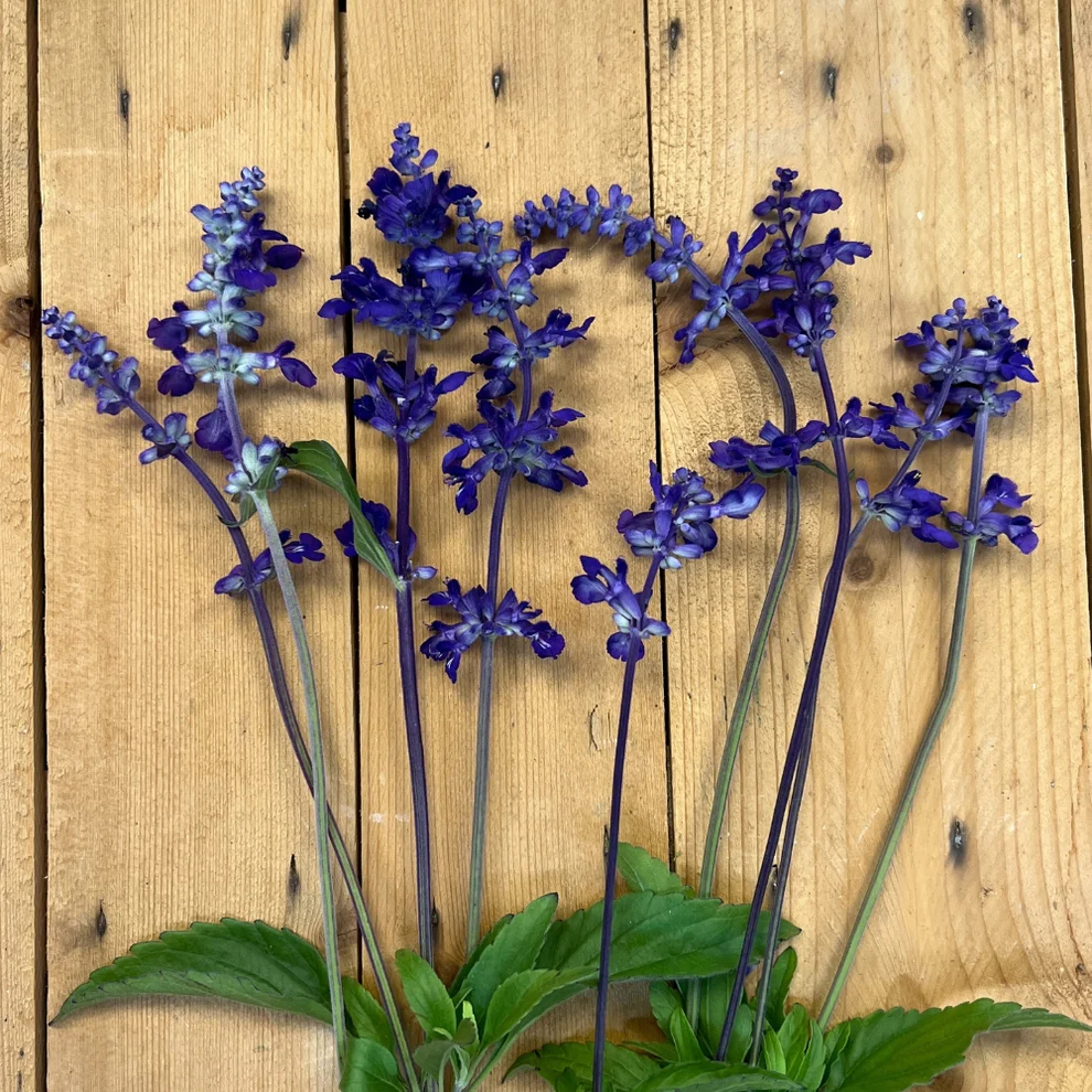 Salvia farinacea