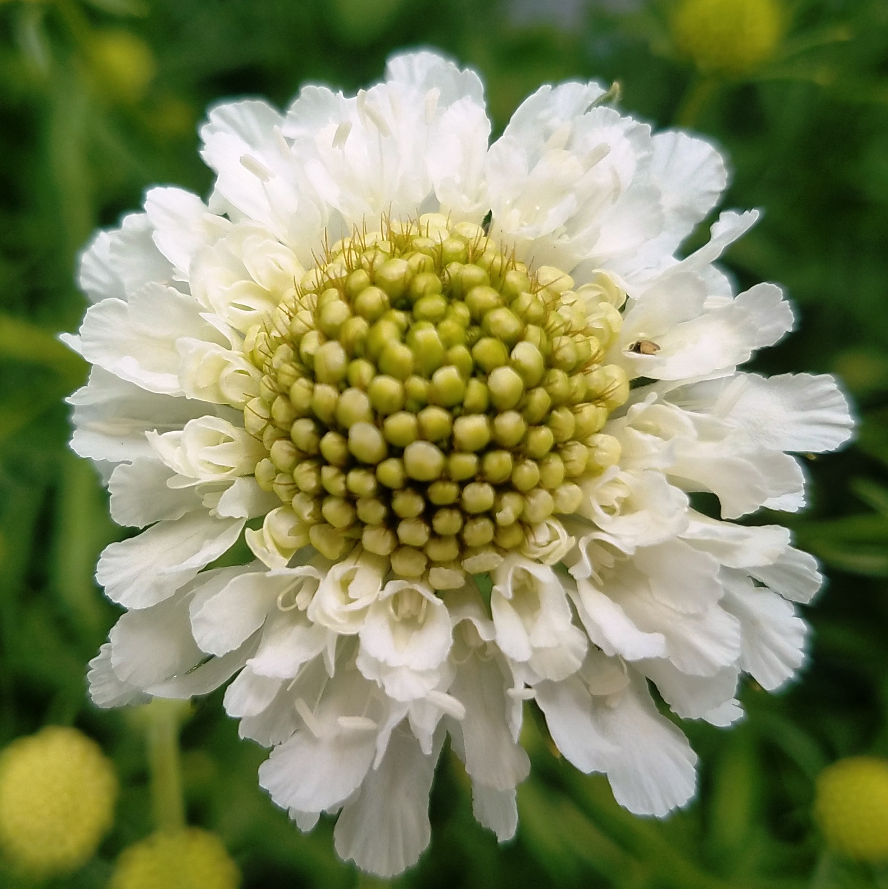Scabiosa White