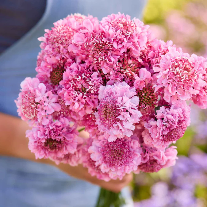 Scabiosa