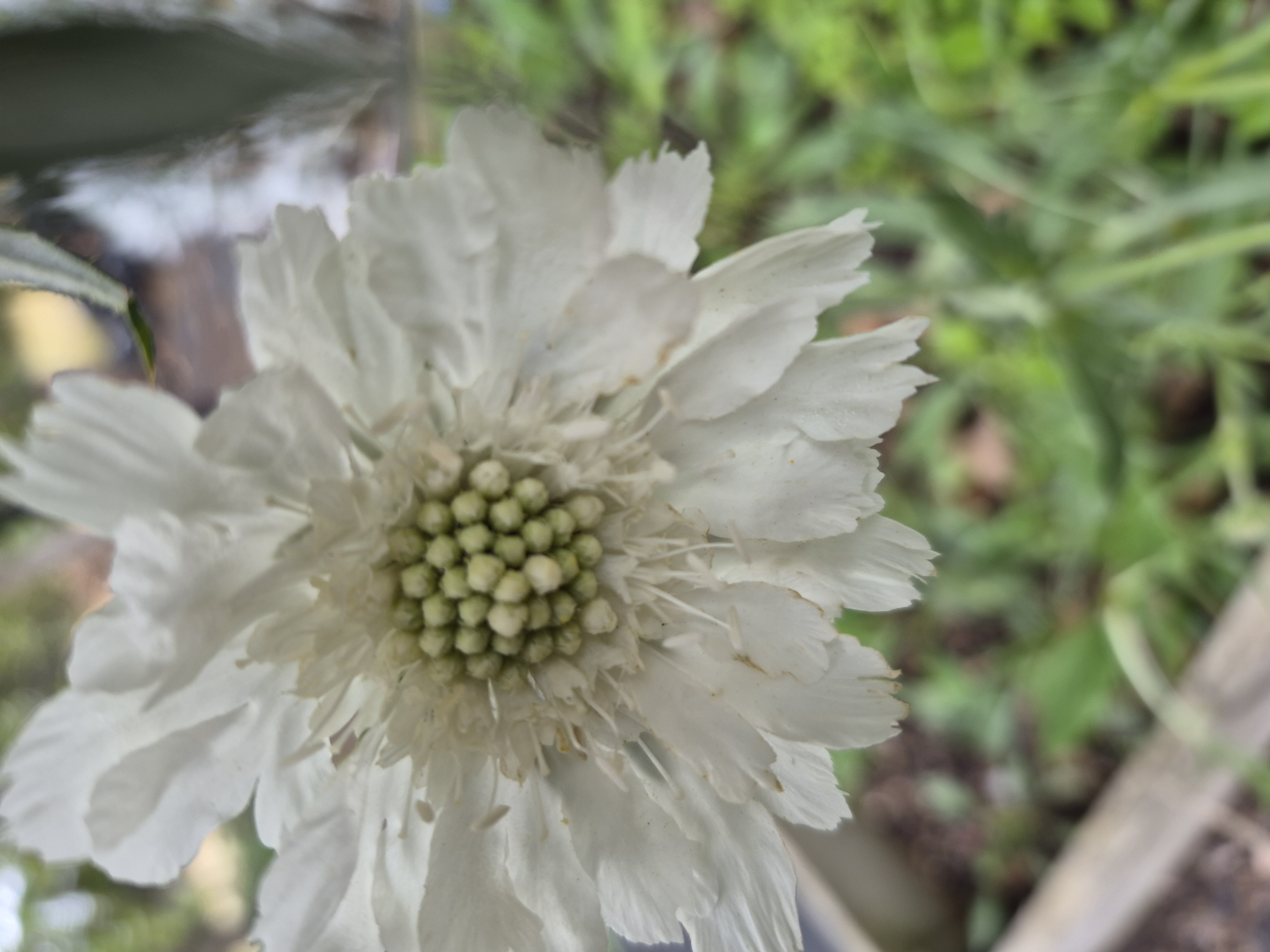 Scabiosa