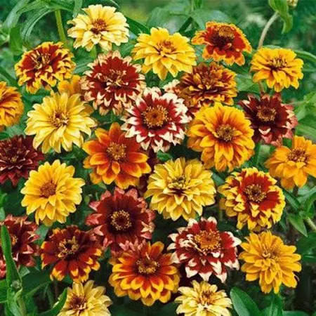 Zinnia Persian Carpet