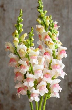 Snapdragons, Apple Blossom
