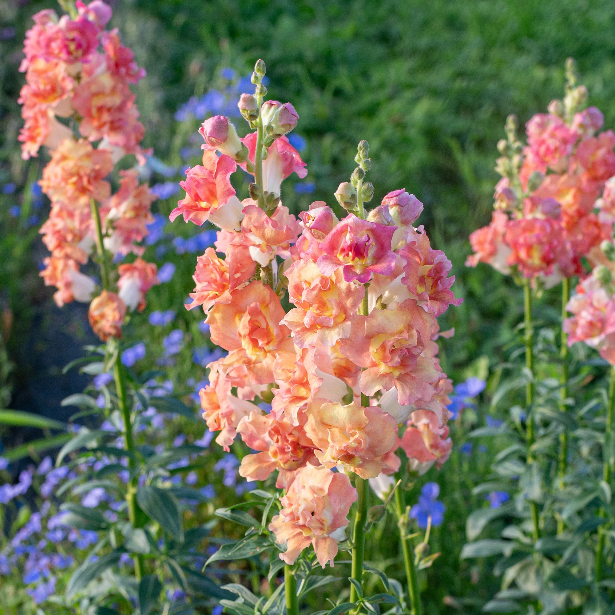 Snapdragons, MB Cherry bronze