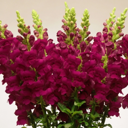 Snapdragons, Crimson