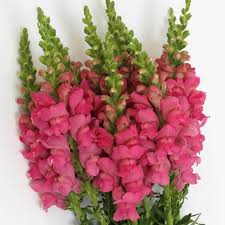 Snapdragons, Hot Pink