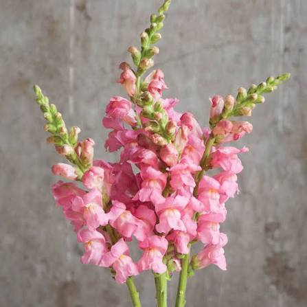 Snapdragons, Pink