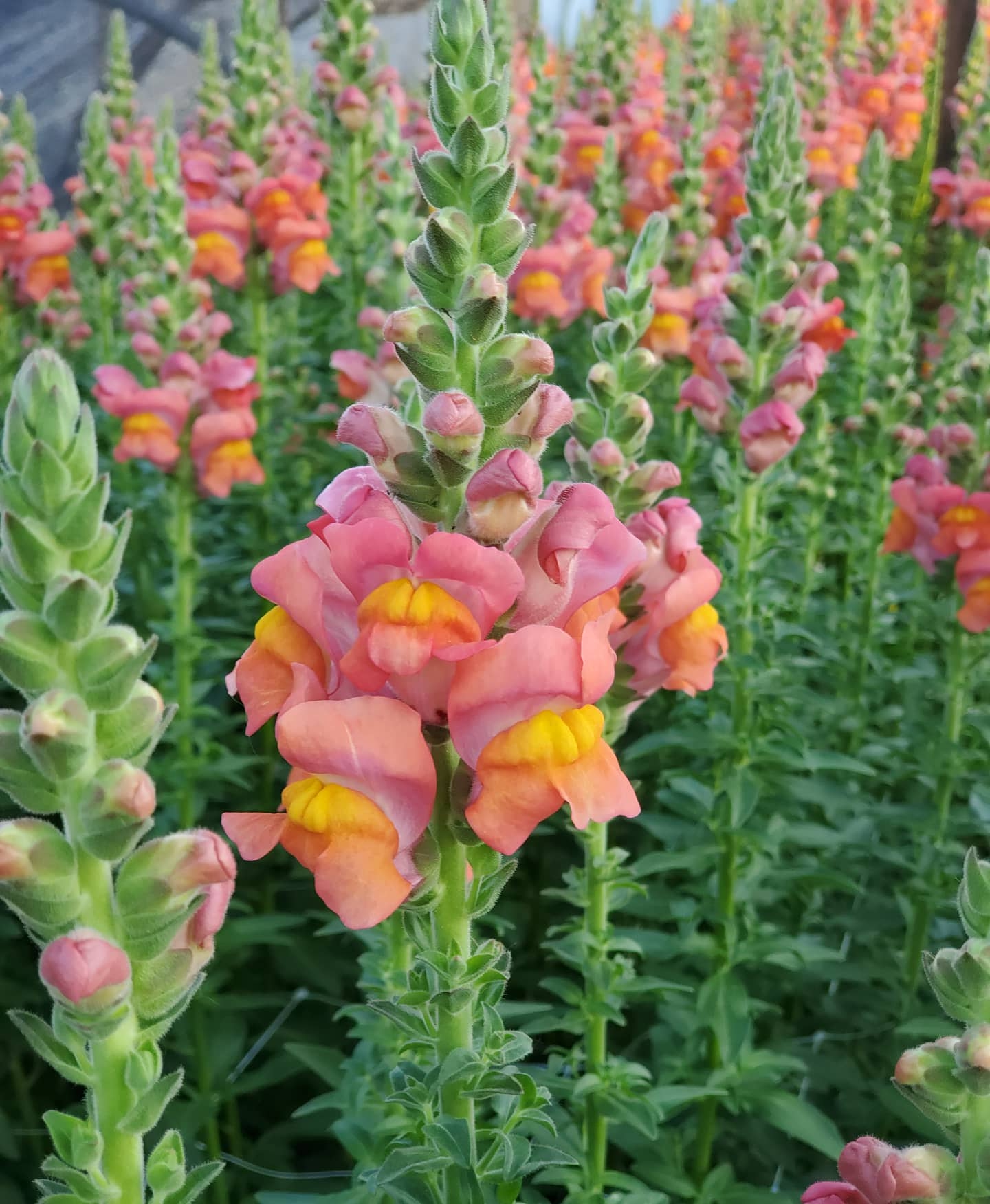 Snapdragons, Orange w Pink