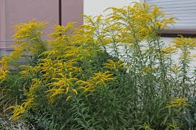 Solidago