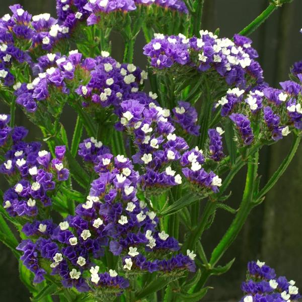 Statice - Limonium sinuatum