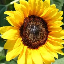 Sunflowers Brilliance