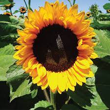 Sunflowers Orange w Dark Eye