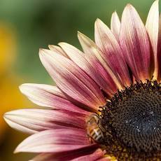 Sunflowers Plum