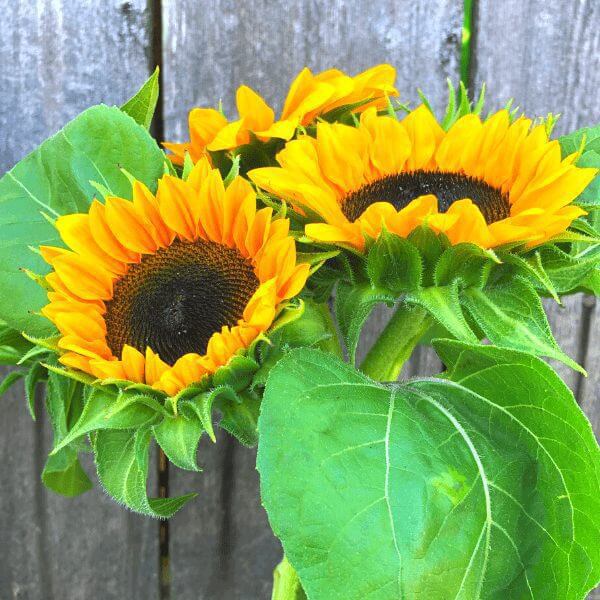 Sun Flower