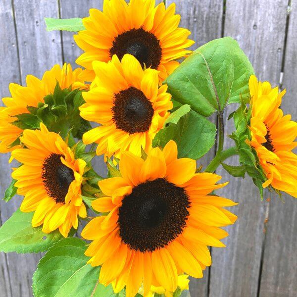 Sun Flower