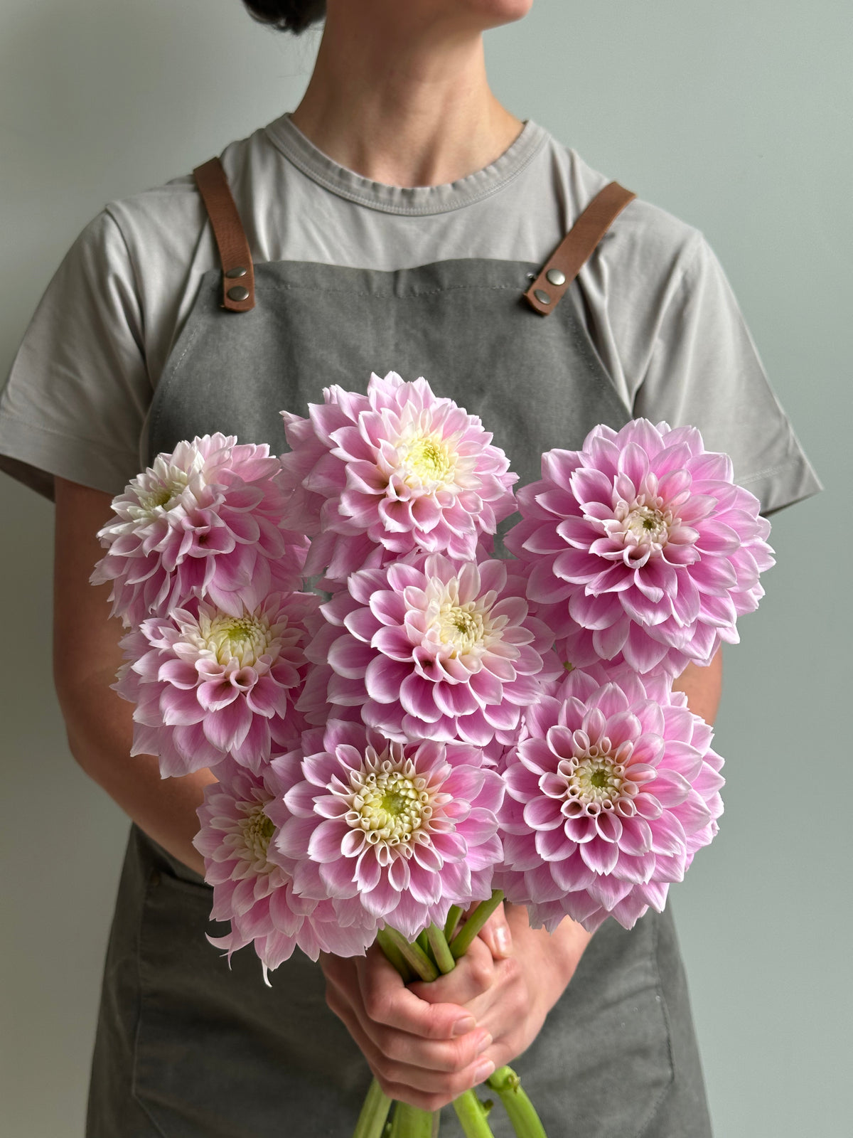 Pink Dahlia