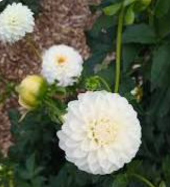 Dahlia